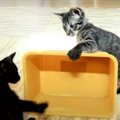 子猫ちゃん達に愛される魅惑の箱バトル！