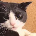 『ごはんが好きすぎる猫』を撫でていたら…『まさかの鳴き声連発』が可愛す…