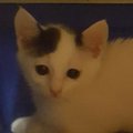 猫初心者が"小さな子猫"を迎えて育てた結果…8年が経った『現在…