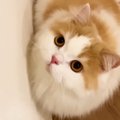 階段ではしゃぐモフモフな猫→上り下りするところを見ていると…可愛す…