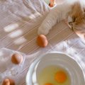 猫が『机の上のものを落としたがる』理由4つ　わざとやっているの？気にな…