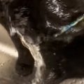 猫が蛇口から『普通に水を飲む』と思ったら…まさかすぎる光景に「全身で吸…