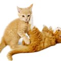 猫好きにとっては常識？『猫に関するネット用語』5選　よく目にする定番ワ…