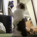 遊んでほしくて手招きしちゃう♡飼い主さんへのアピールがかわいすぎる…