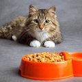 猫が『急にご飯を食べなくなる』4つの原因　体調不良を隠している証拠？対…