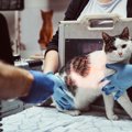 なぜ？『お腹に17センチ長の棒が！』猫が緊急手術を受け、一命をとりとめ…