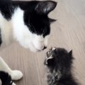 5匹のお兄ちゃん猫が『小さな子猫』と対面した結果……尊すぎる『リアク…