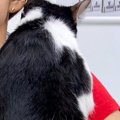 動物病院に連れてこられた猫→ママに見せた『とんでもなく尊い行動』に…