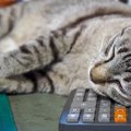 猫との生活で必要な『費用』はどのぐらい？主な支出となる5つの項目や生涯…