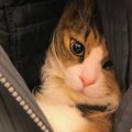 猫ちゃんから大人気！交代制の"懐"