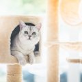 猫に配慮したお部屋とは？模様替えする時注意したい４つの事