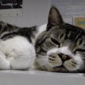 飼い主の苦労猫知らず？猫ちゃんが眠るその場所は…