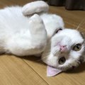 猫が飼い主に恩義を感じていること３つ