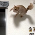 『テンションMAXになると…』3次元を飛びまわっている猫ちゃんがスゴイ…