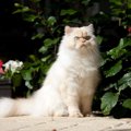 【獣医師監修】ヒマラヤンの平均寿命は何年？長生きのポイントや病気…