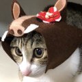 来年の干支はイノシシ！猫のかぶりもので新年のご挨拶♡