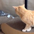 猫の『落ちる瞬間』集めてみた結果…「人間ぽさたまらんｗ」「面白すぎ…