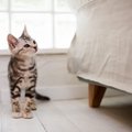 子猫が出てくる夢占いの11の意味