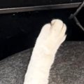 丸いベッドで寝ていた猫→真上から見たら…あまりにも綺麗な『まさかのフォ…