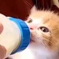 一生懸命ミルクを飲んでいた赤ちゃん猫→２年が経過すると…想像以上に…