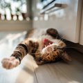 猫の『あくび』に隠された理由6つ　ただの眠気ではない？愛猫の心理や…