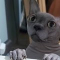 「落ち着いてｗｗ」猫に『ハシゴ登るのやめてくれる？』とお願いした…