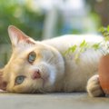 猫に現れる「愛情不足」のサイン３つ