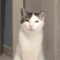 何かを伝えたい猫→飼い主をじっと見つめて…悶絶必至の『アピールの様…