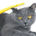 猫がうっとりする『歯ブラシマッサージ』！やり方や気をつけるべきポ…