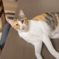 猫の声真似をして『会話してみた』結果…まさかの反応に腹筋が崩壊する…