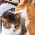 仲良く毛繕いしていた2匹の猫→間に『腕を入れてみた』結果…想像もしな…