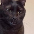 『あくびしないの』と聞かれた黒猫→次の瞬間…普段とは違う『まさかす…