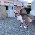 路上で見つけた『毛のないガリガリの猫』を家族に迎えた結果…劇的すぎるビ…