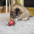 猫の脳を刺激する『知育トイ』ってどんなもの？猫に“考えさせる”新し…