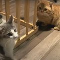 突然の暴挙？猫ちゃんの当たらないカウンター