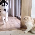 子猫がハスキー犬にドッキリを仕掛けようとした結果……『あー可愛すぎ…