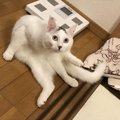 名前を呼んだときの反応が可愛い！猫がする８つの仕草