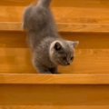 初めての階段で一段一段『慎重におりる子猫』→成猫になった現在…成長を感…