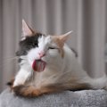 猫の『毛球症』4つの原因と症状　特に長毛種の猫はご用心！	