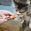 おやつを前に…猫ちゃんが立った？！