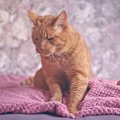 愛猫が寝る前に見せる『ナイトルーティン』4選　こんな姿が見られたら、お…