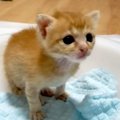 生後10日だった子猫の成長ぶりに感無量