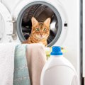 猫のいる部屋で『部屋干し』をやめたほうがいい理由3つ