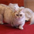 【獣医師監修】ミヌエットってどんな猫？特徴や性格から飼う前の注意点・…