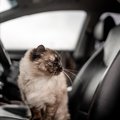 「トラックごと盗まれた猫を探せ！」人々が団結して捜索、無事猫を取り返…