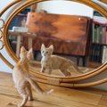 猫が『鏡の中にいる自分』を見て感じていること3つ　どう認識しているの？…