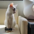 猫が『しっぽでくるりと前足を隠している』ときのワケ3つ　かしこまっ…