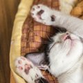 猫の『睡眠』についての知識いくつ知ってる？4つの真実と人との違い