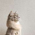 棚の上にあるものが気になるけど『乗ってはいけない猫』→確認するためにと…