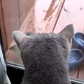 猫ちゃん釘付け♡雨宿りにやってきたのは？